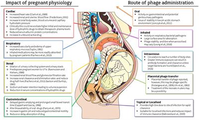 Frontiers | Applications for Bacteriophage Therapy during ... diagram of fetus at 4 weeks 